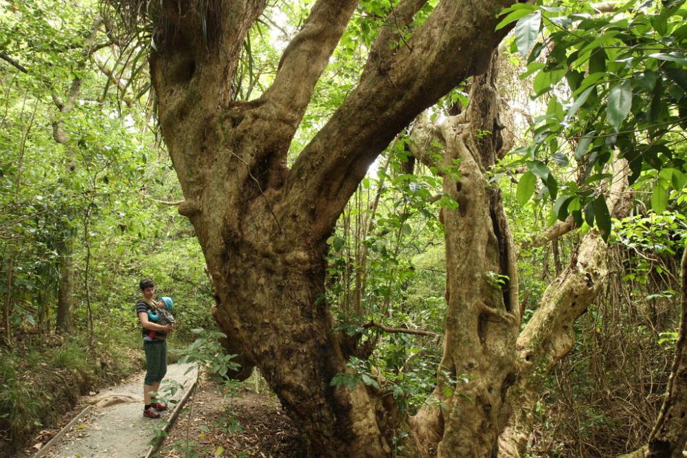 baum-naturschutzgebiet-shakespeare-peninsula