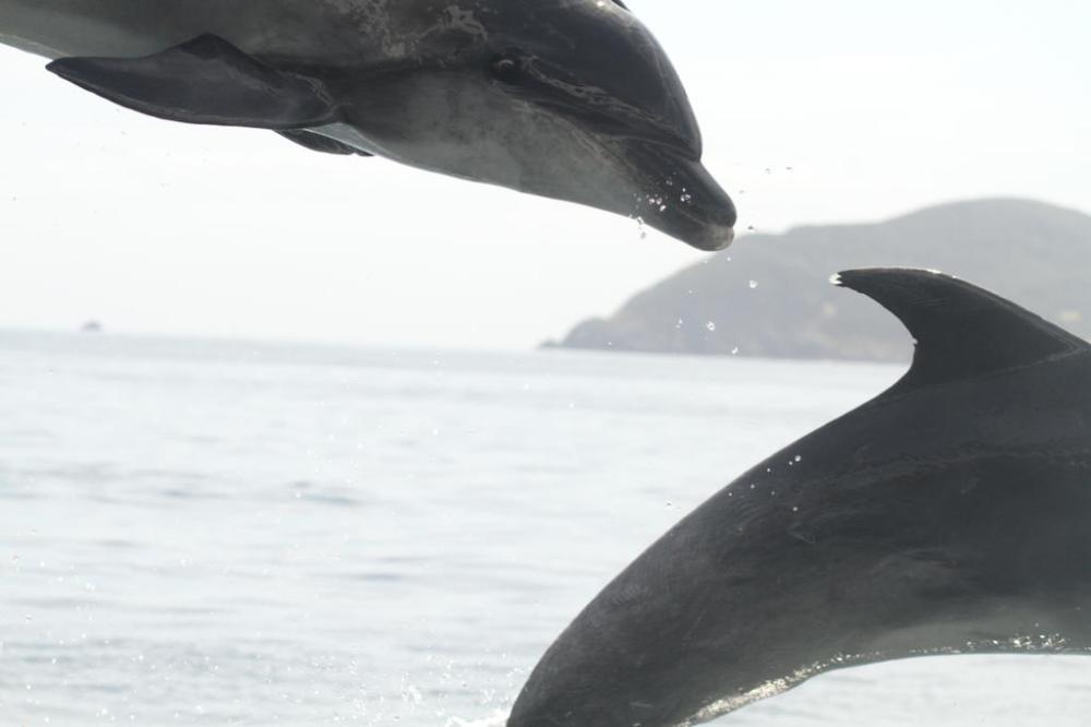 cream-trip-bottlenose-1