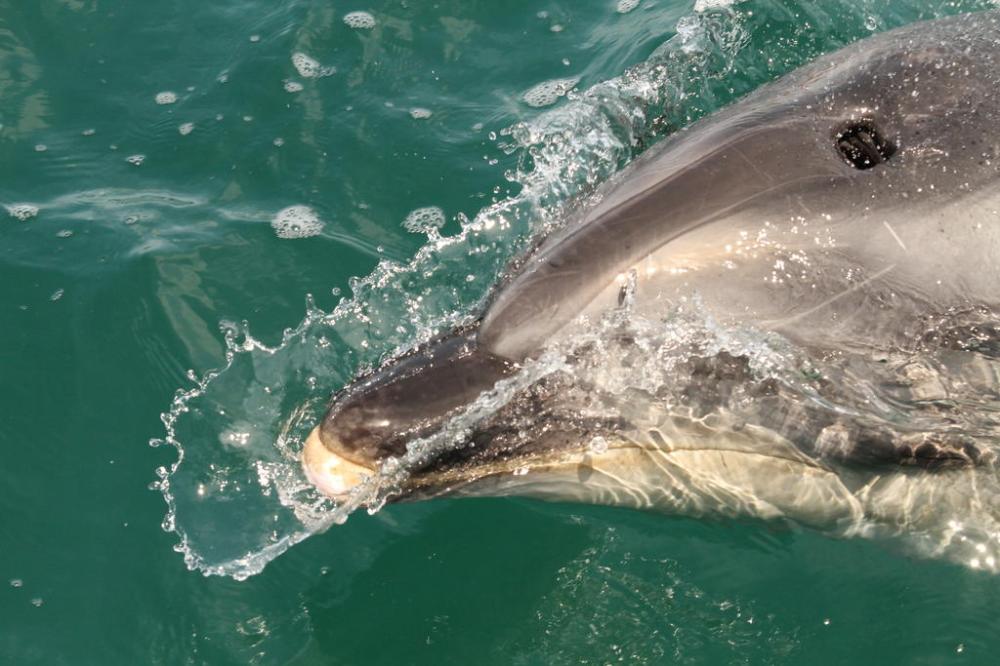 cream-trip-bottlenose-3