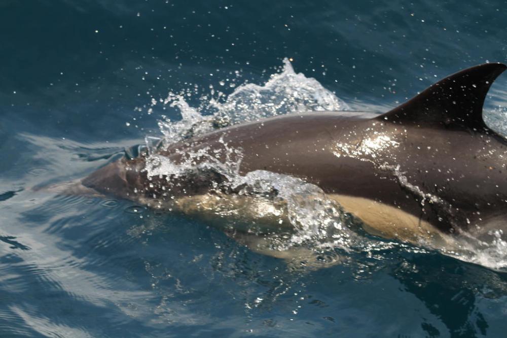 cream-trip-common-delphin