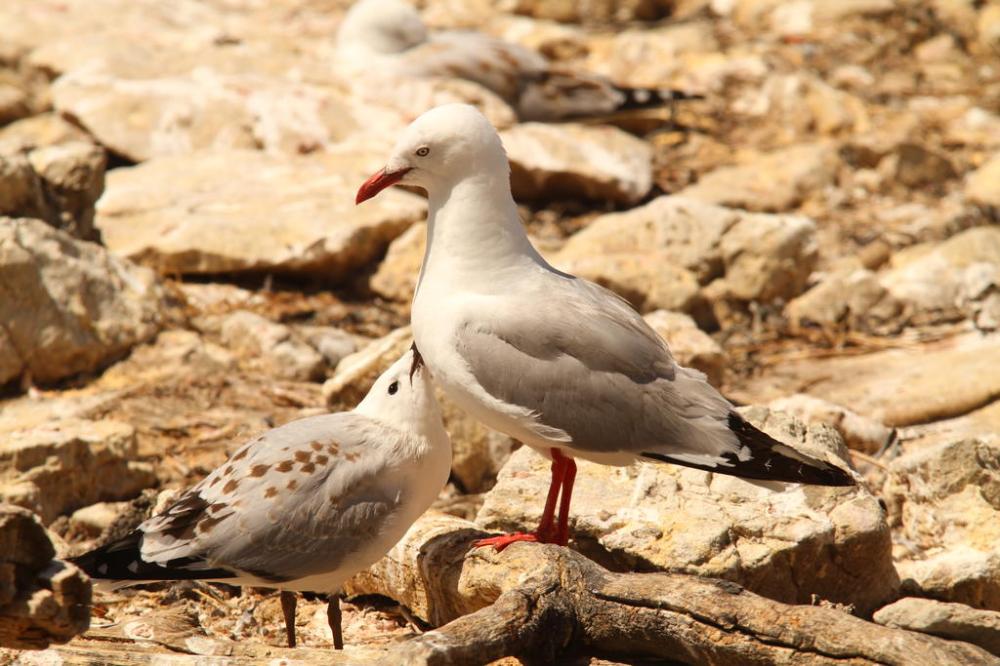 kaikoura-gulls
