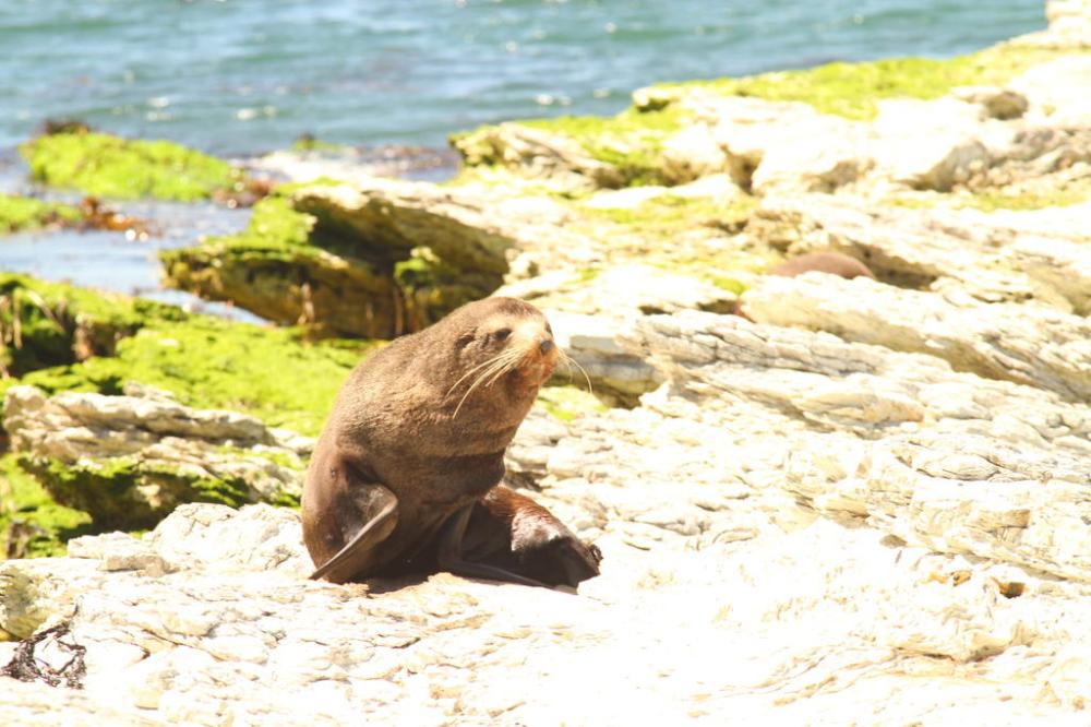 kaikoura-seal
