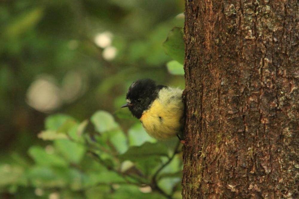 lake-sylvan-kleiner-vogel