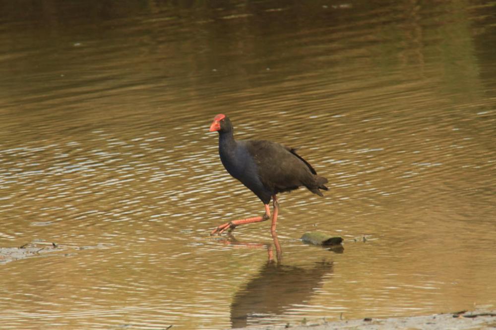 pukeko