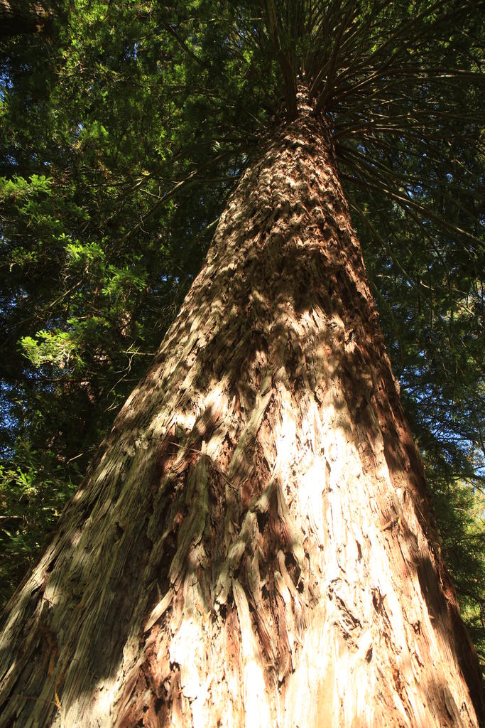 redwood 1